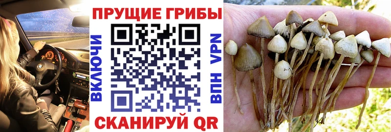купить Чишмы кракен ссылки Галлюциногенные грибы GOLDEN TEACHER